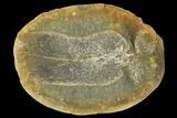 Fossil Neuropteris Seed Fern (Pos/Neg) - Mazon Creek #89918-2